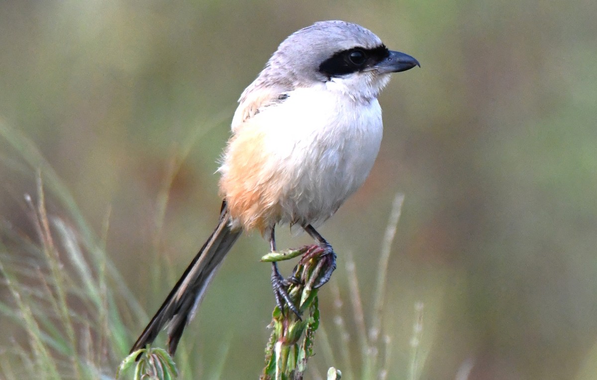 Long-tailed Shrike - ML644636624