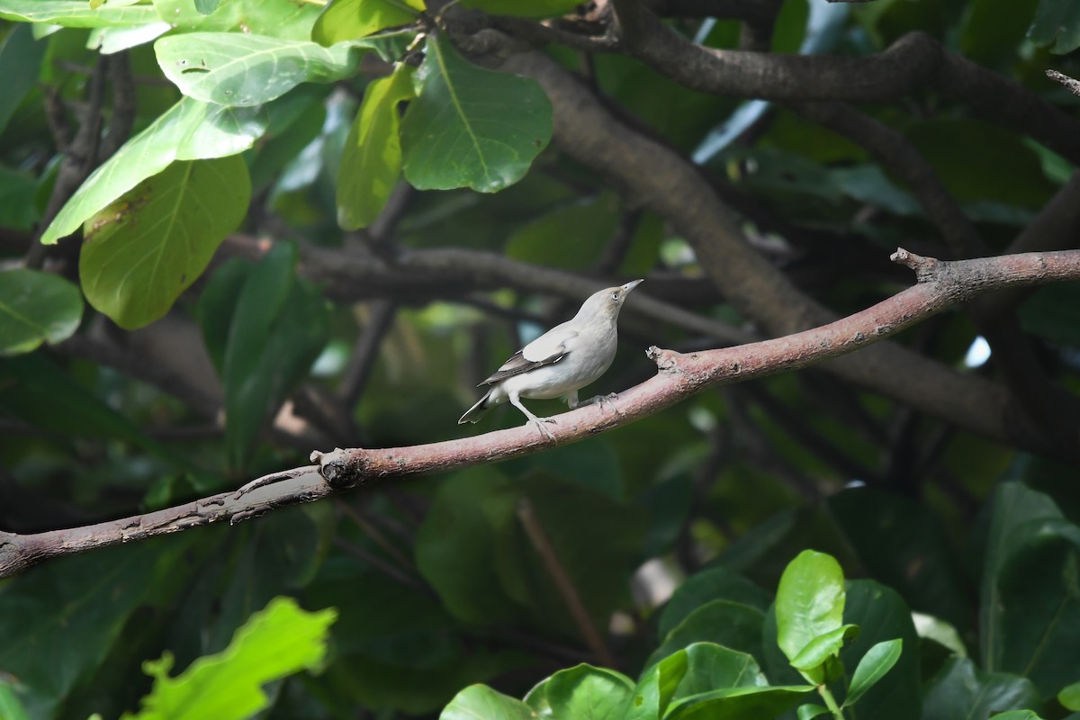 White-shouldered Starling - ML644636629