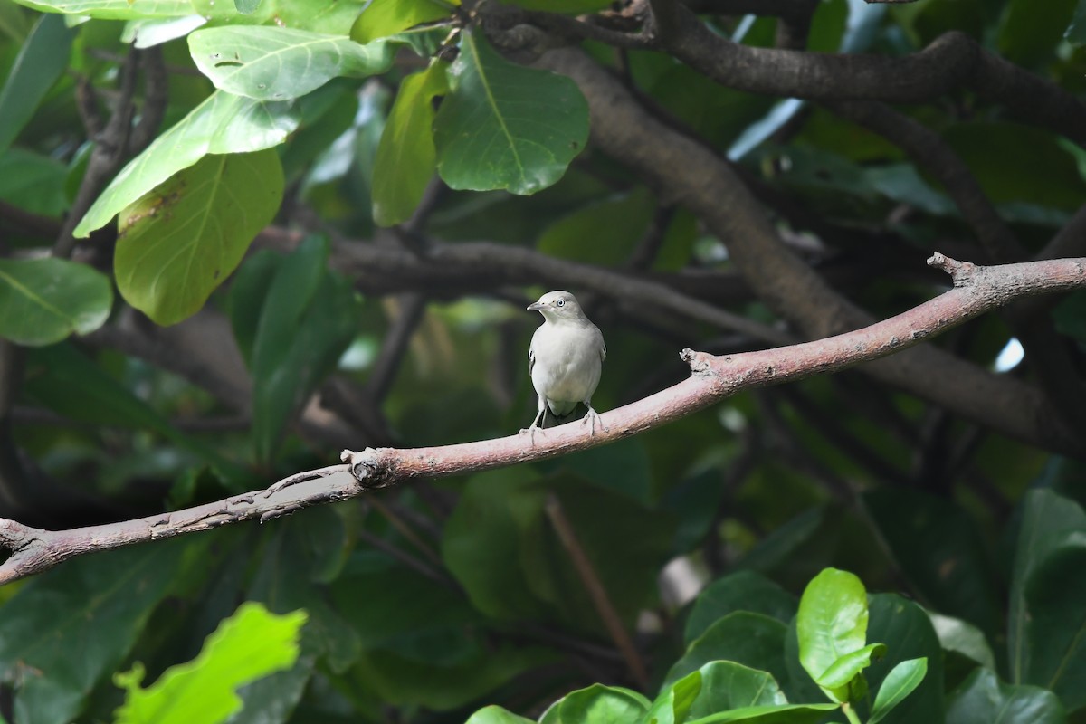 White-shouldered Starling - ML644636630