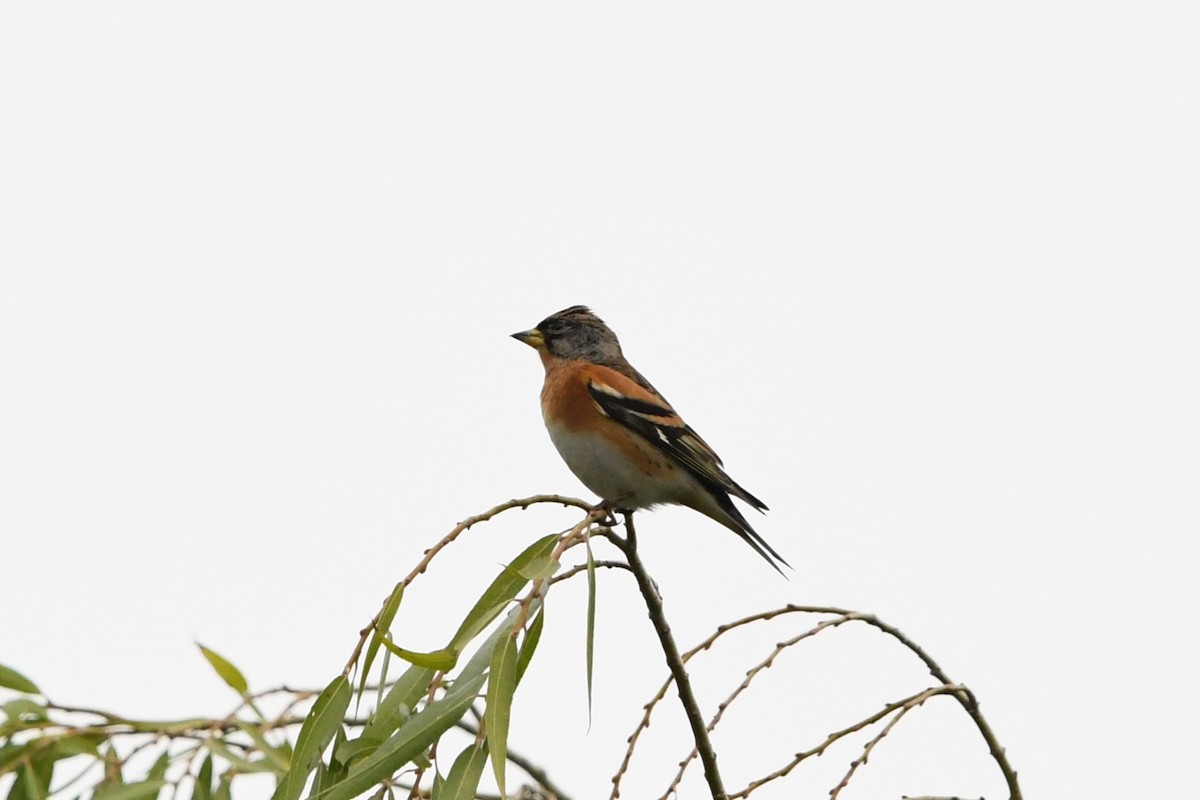 bjørkefink - ML644636636