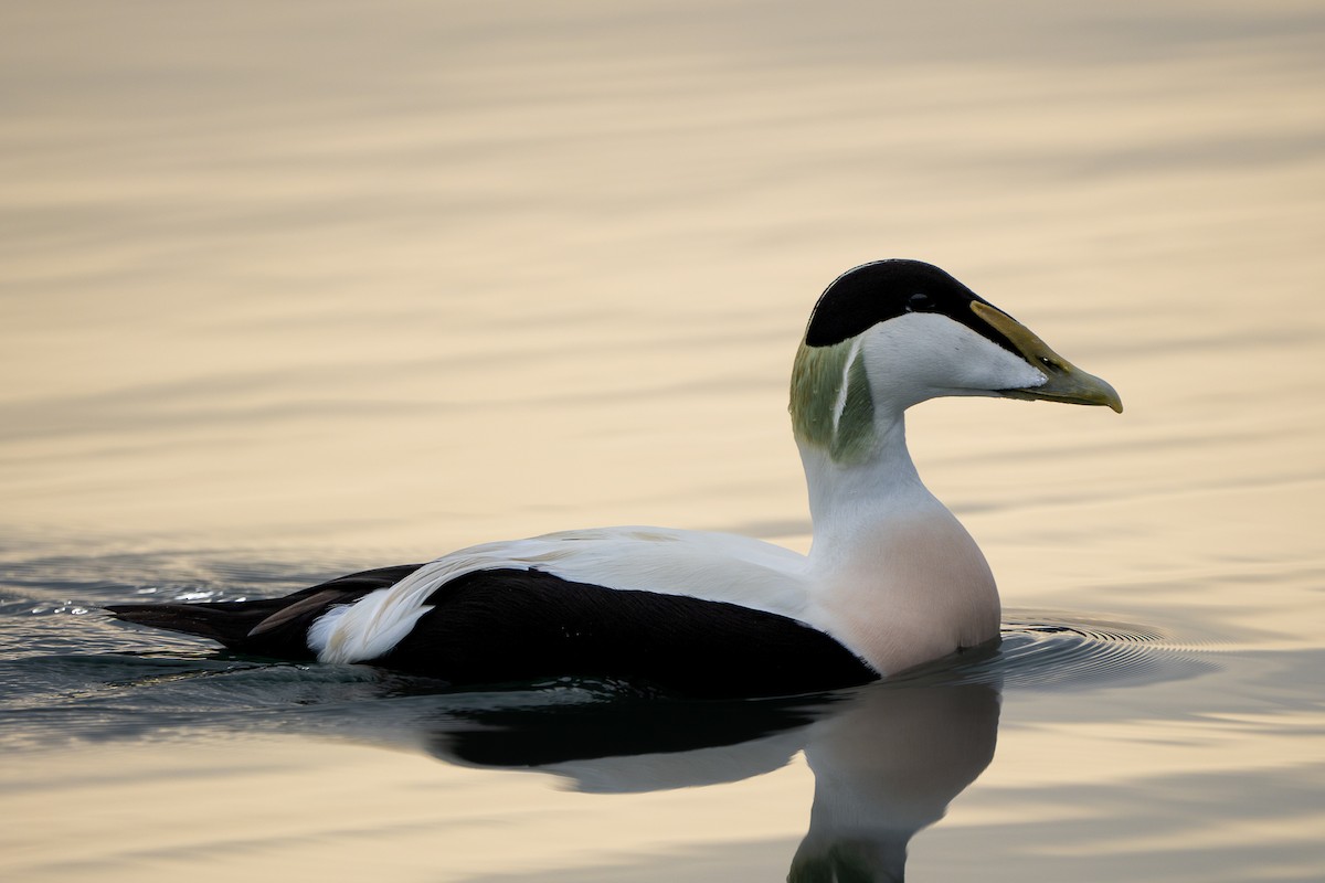 kajka mořská - ML644636640