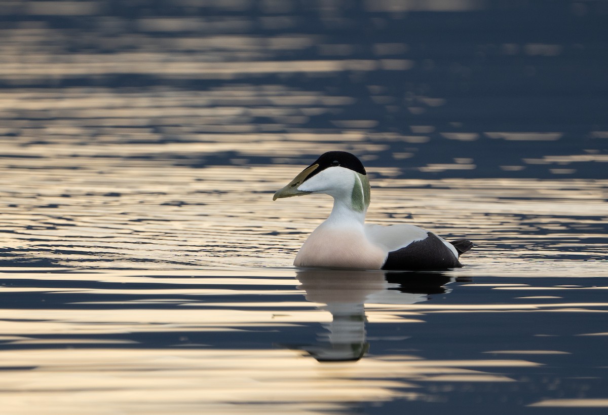 kajka mořská - ML644636641