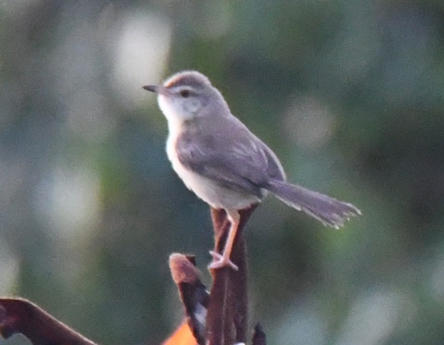 Plain Prinia - ML644636642