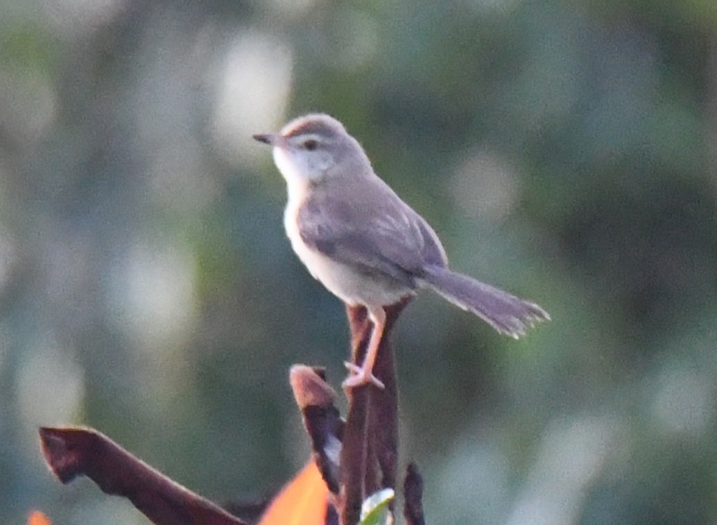 Plain Prinia - ML644636643