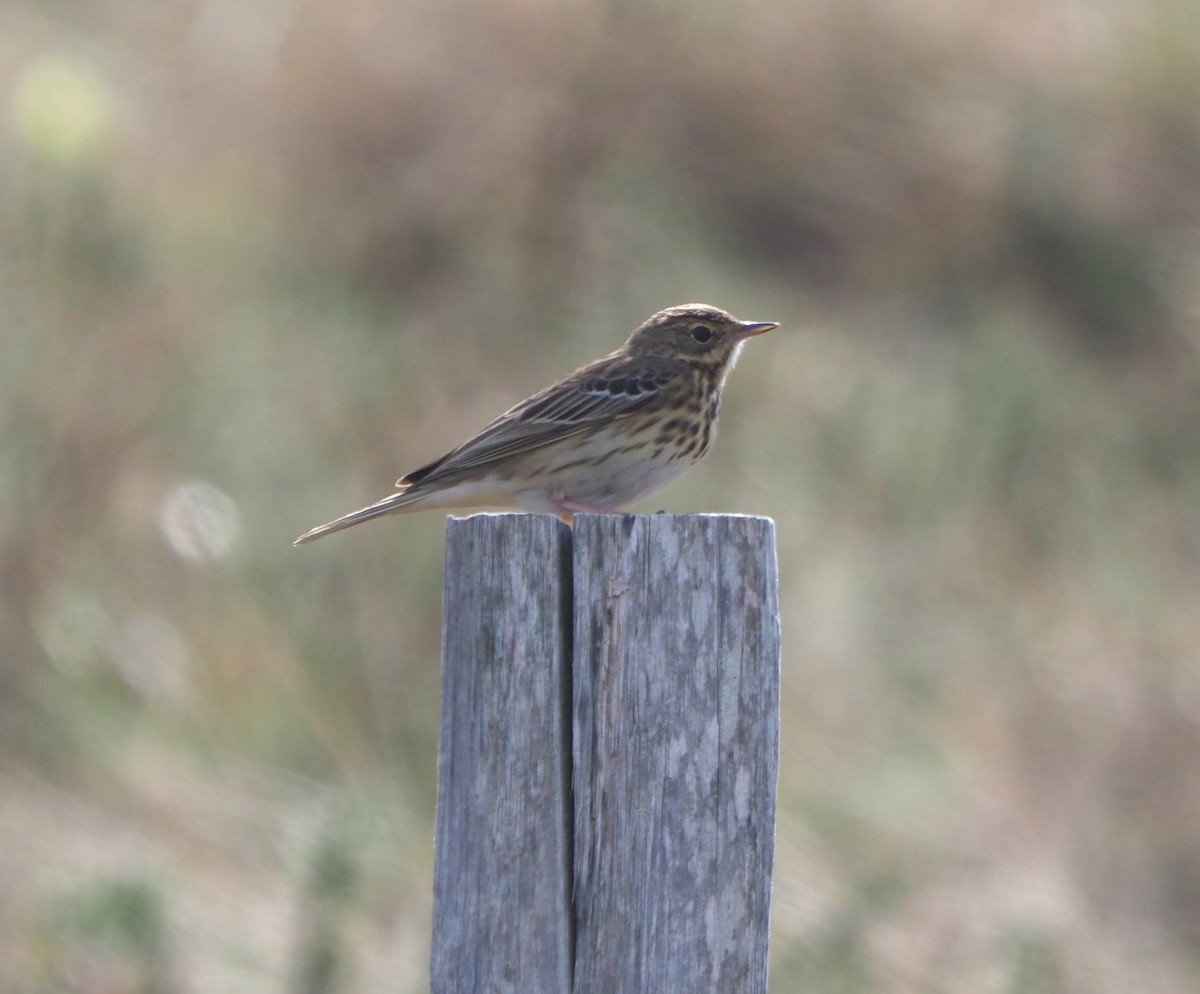 linduška lesní - ML644636644