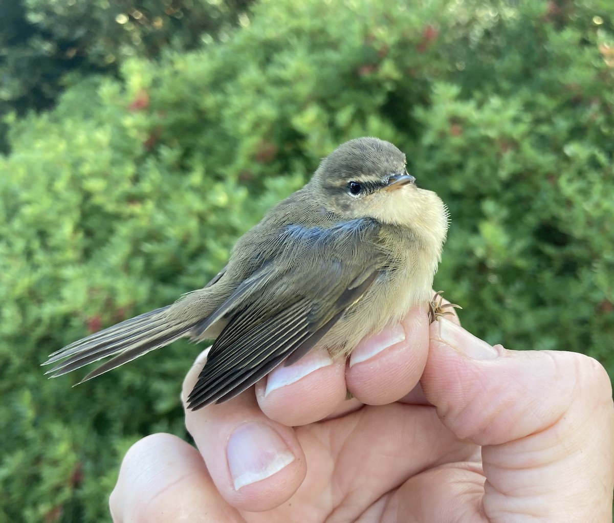 עלווית כהה - ML644636645