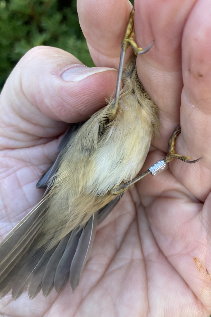 עלווית כהה - ML644636646