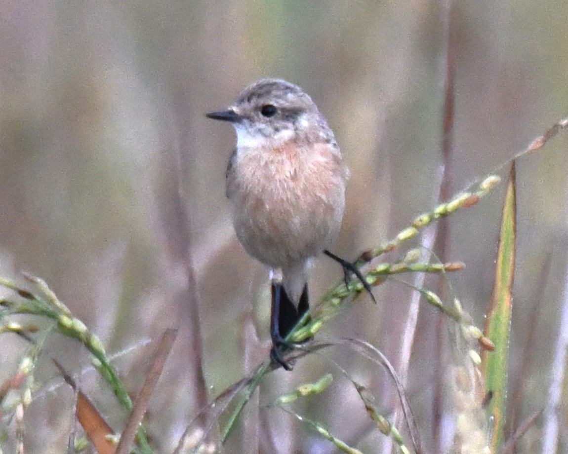 Siberian Stonechat - ML644636650