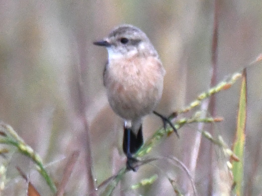Siberian Stonechat - ML644636651
