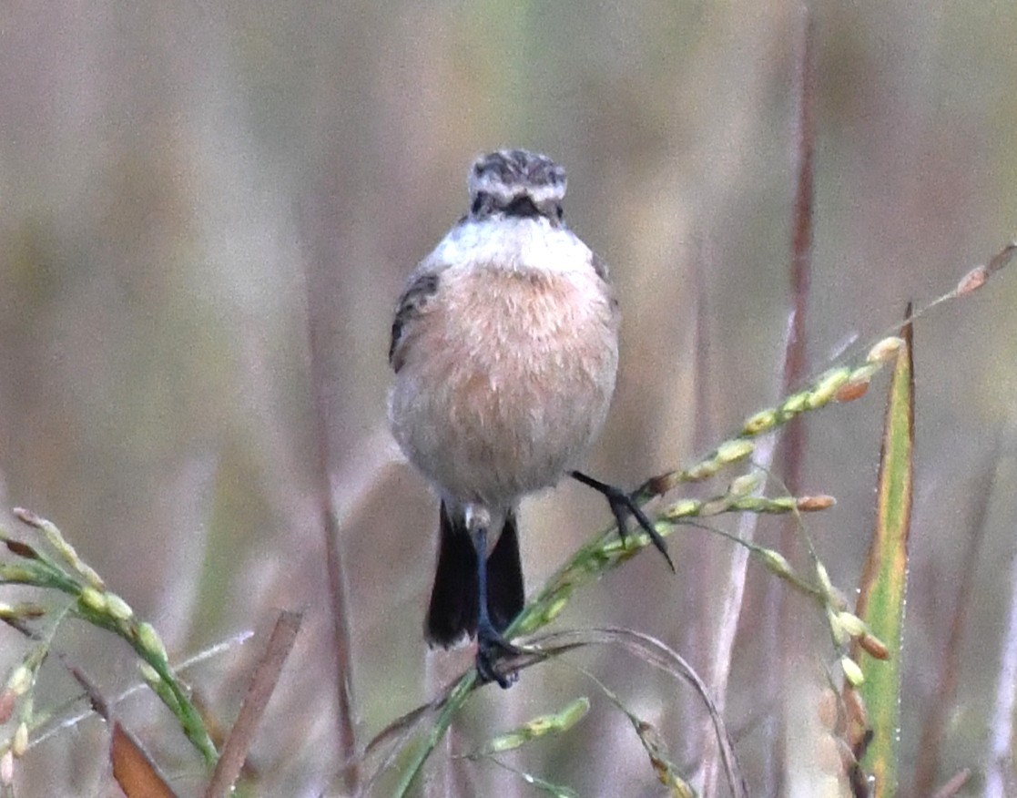 Siberian Stonechat - ML644636652