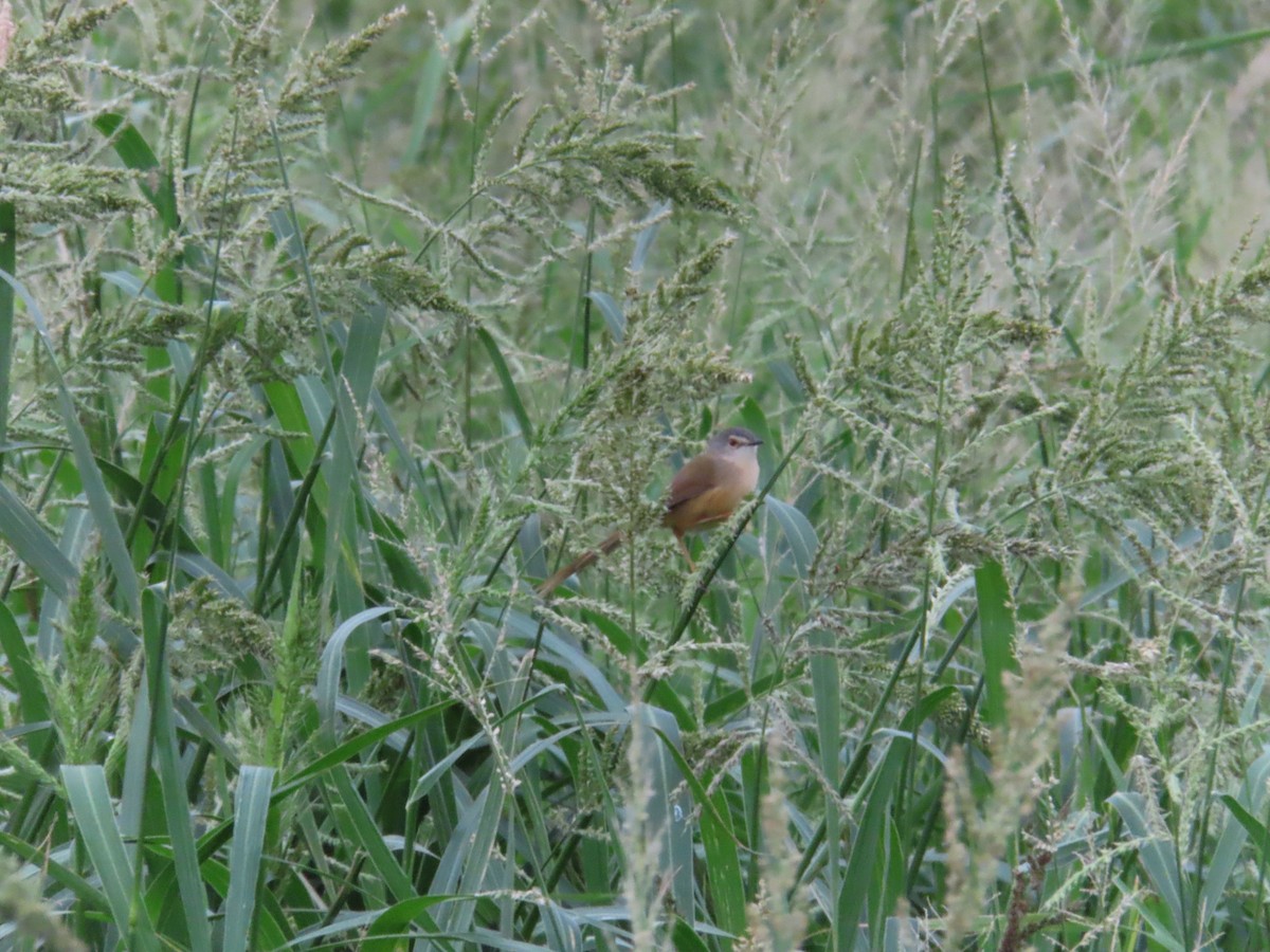 Yellow-bellied Prinia - ML644636654