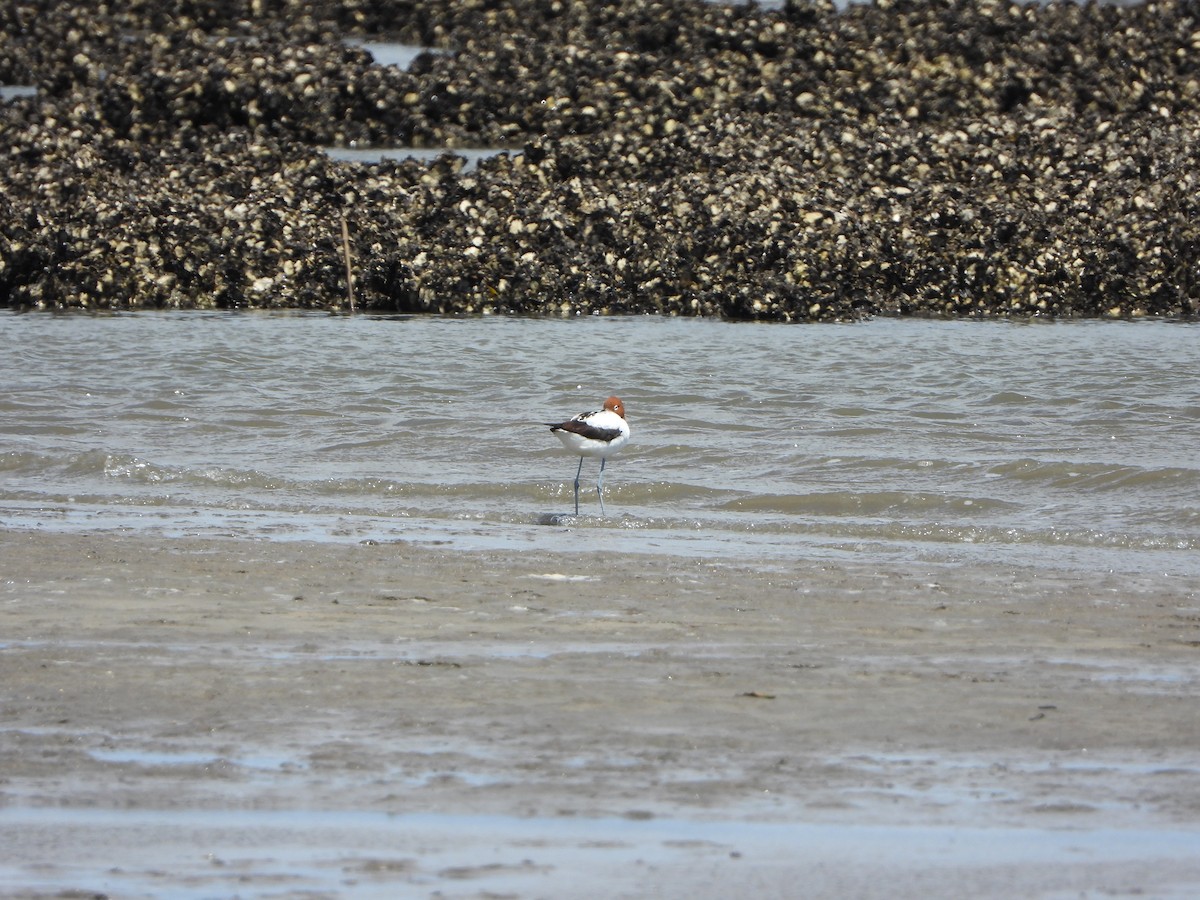 Чоботар австралійський - ML644636655
