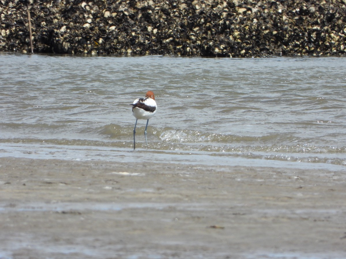 Чоботар австралійський - ML644636656