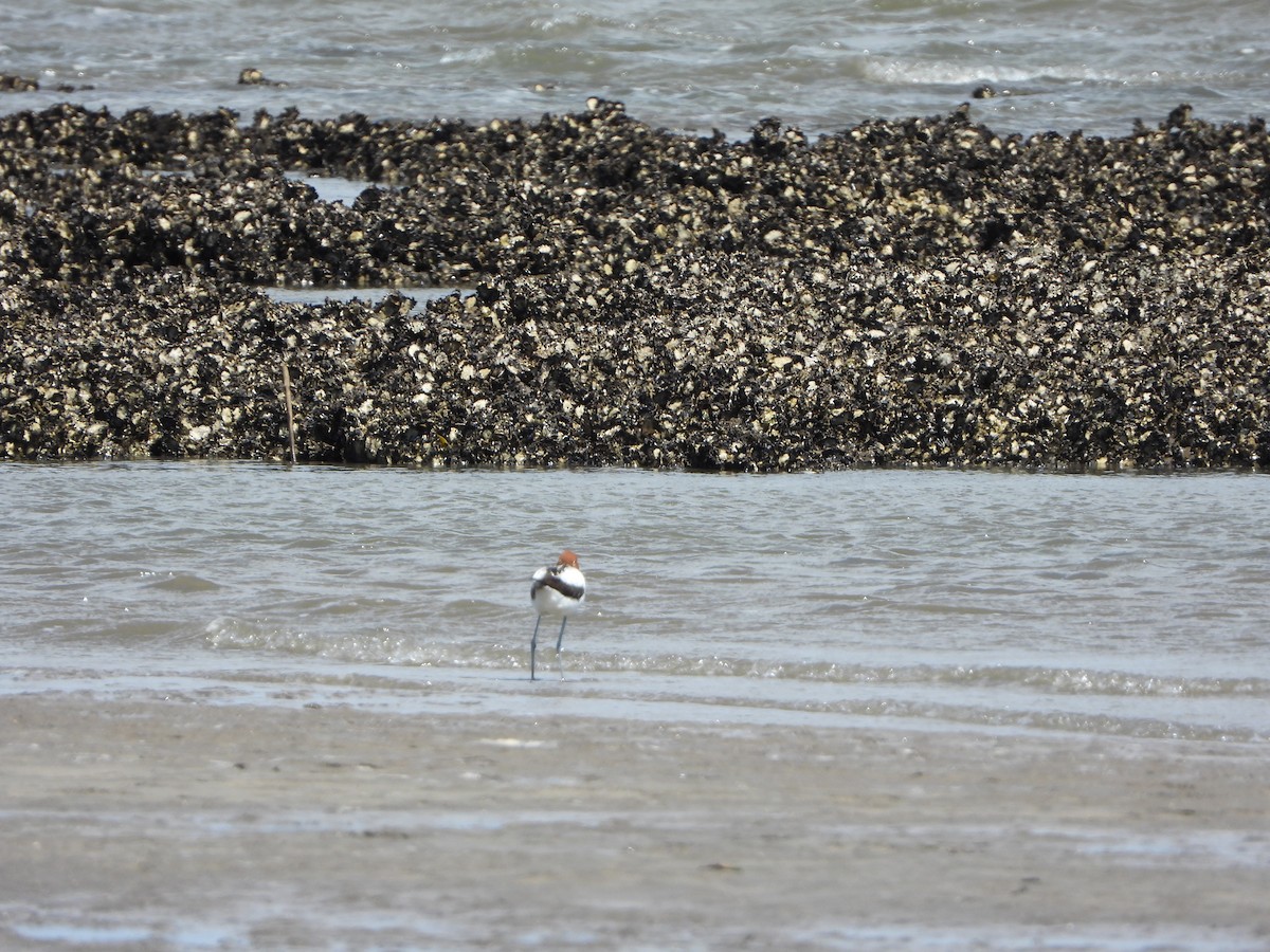 Чоботар австралійський - ML644636657