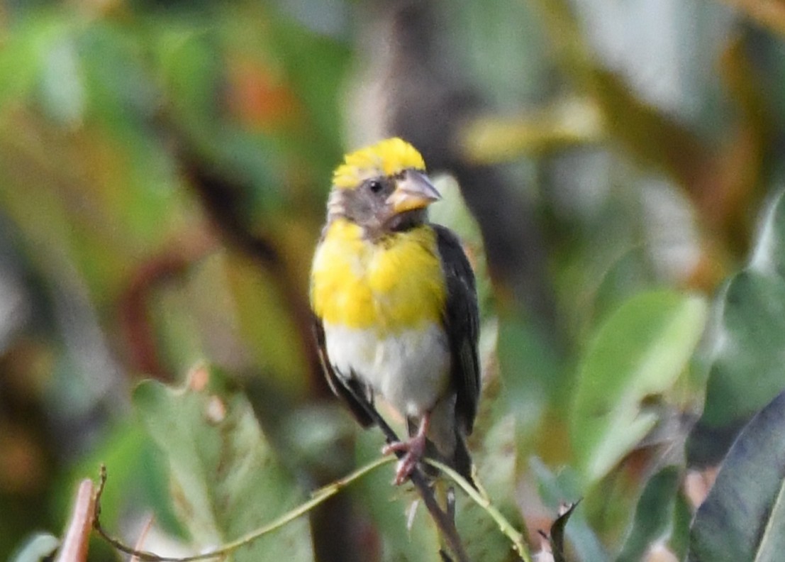 Baya Weaver - ML644636661