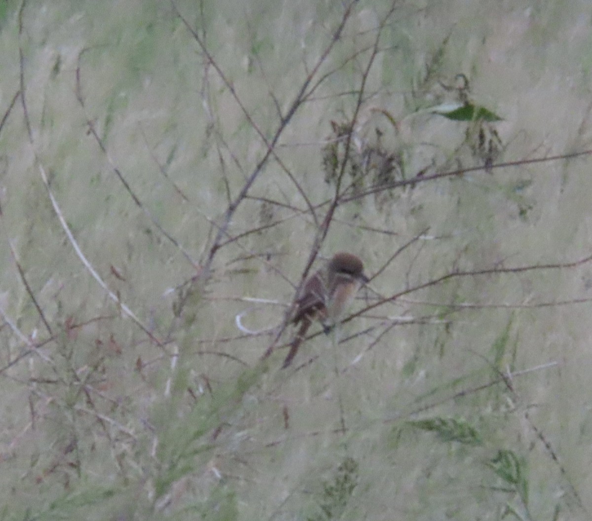 Brown Shrike (Brown) - ML644636666