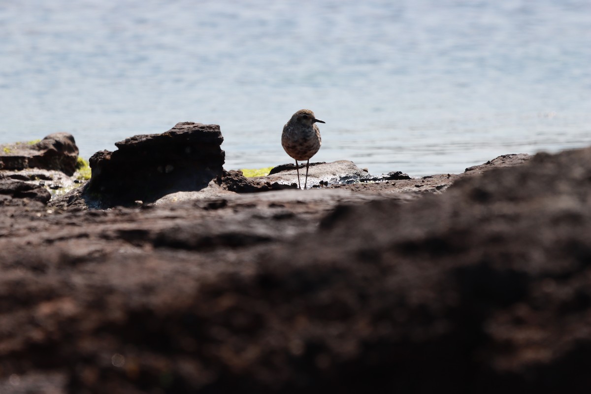 kulík pacifický - ML644636667