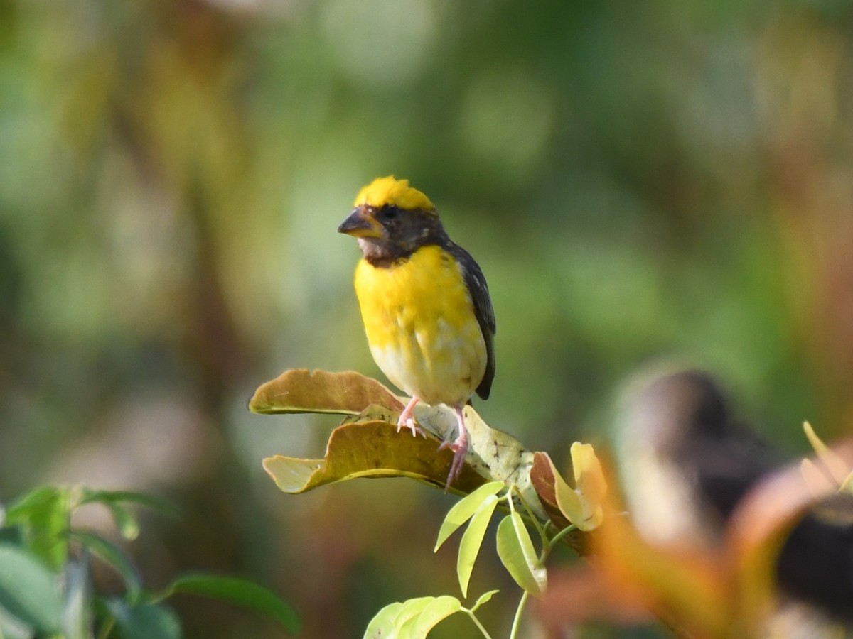 Baya Weaver - ML644636668