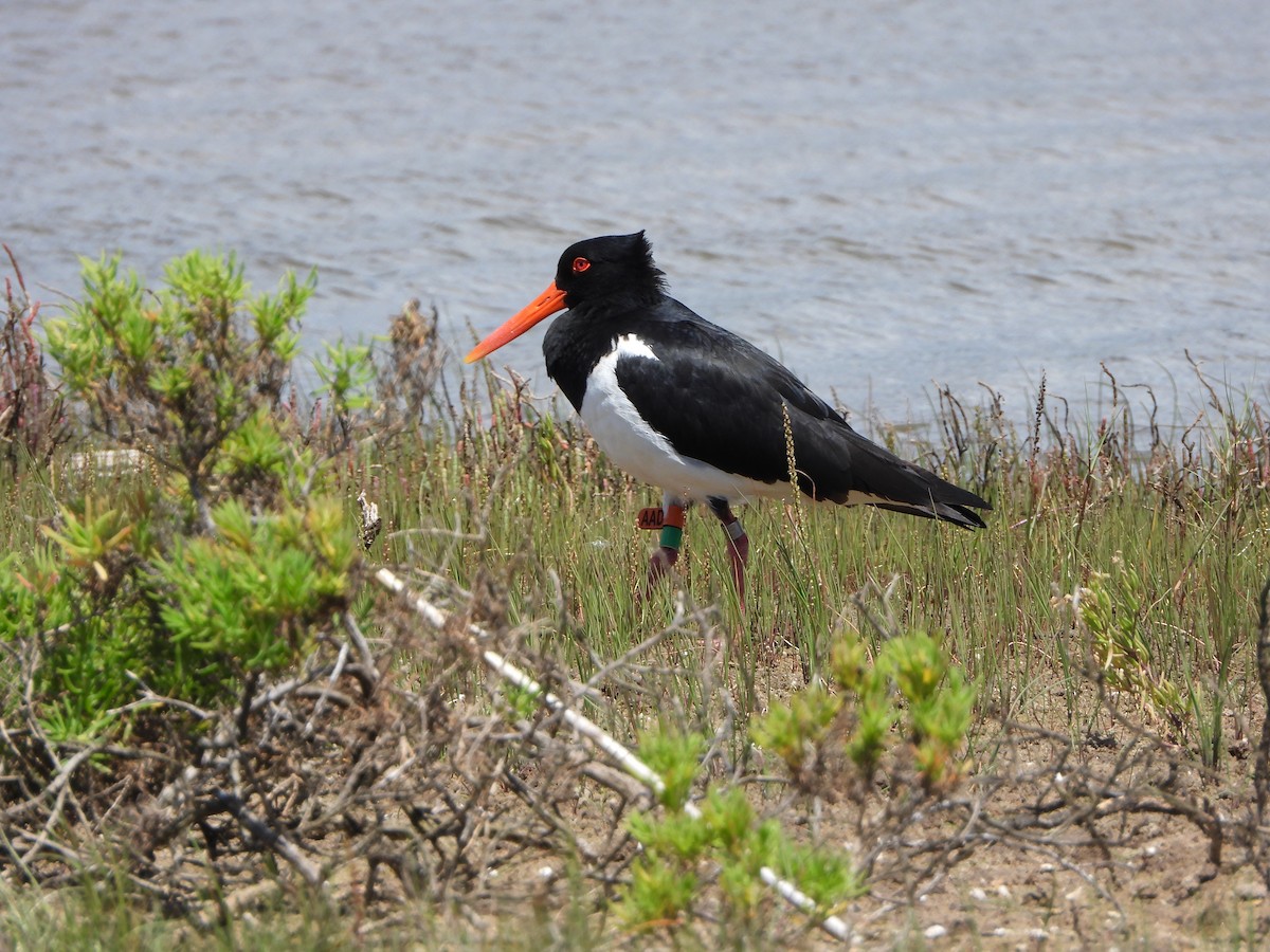 ústřičník dlouhozobý - ML644636671