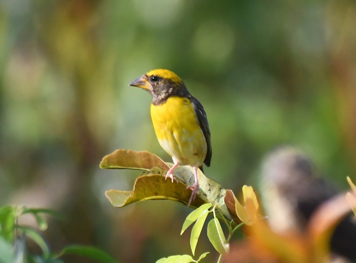 Baya Weaver - ML644636674