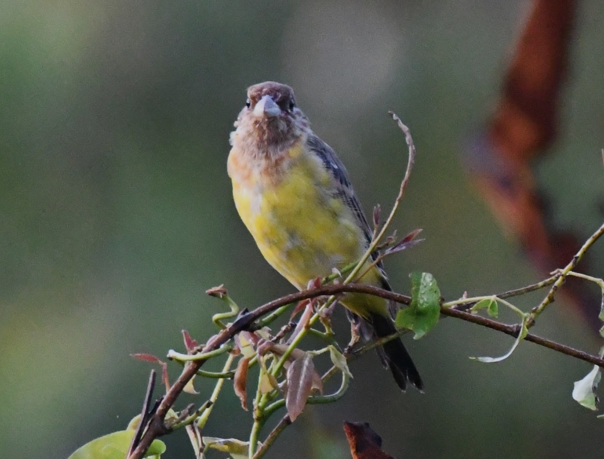 Red-headed Bunting - ML644636678