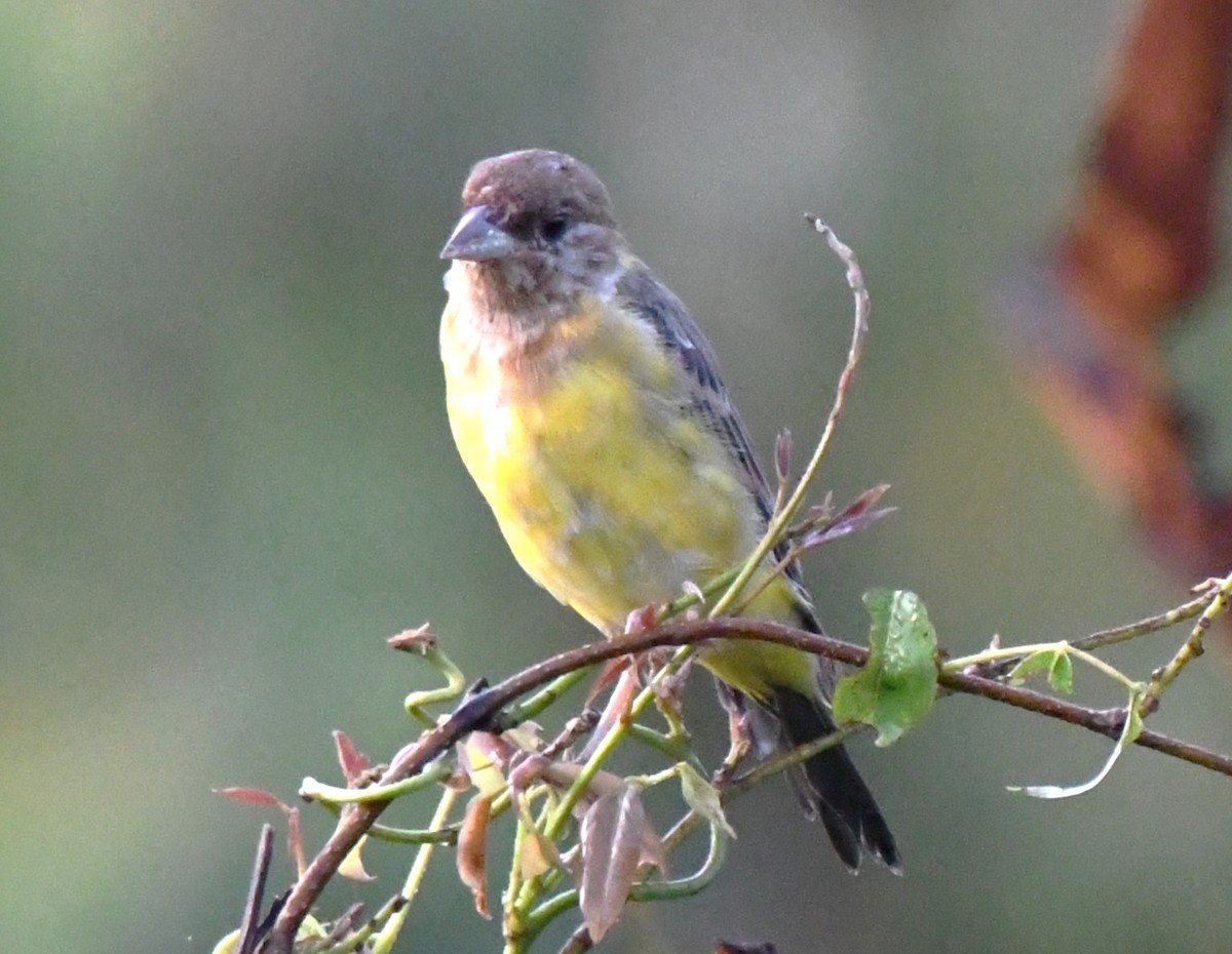 Red-headed Bunting - ML644636681