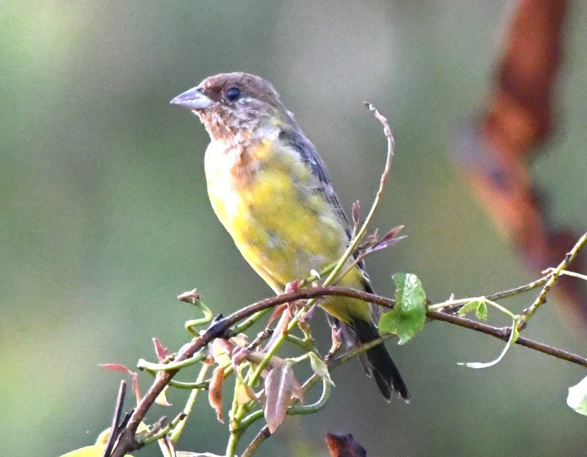 Red-headed Bunting - ML644636683
