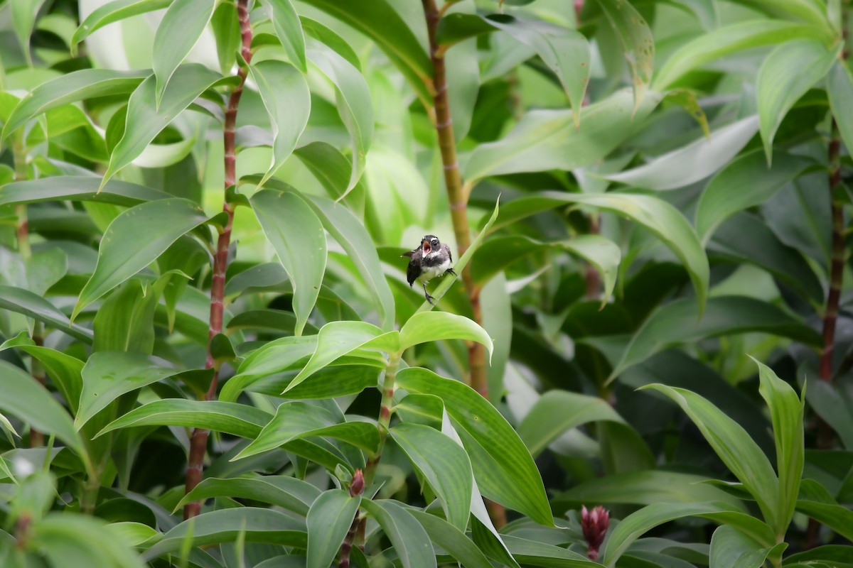 Rhipidure pie - ML644636684