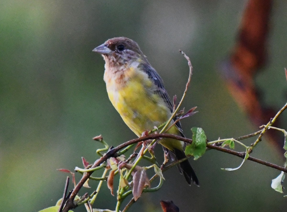 Red-headed Bunting - ML644636685