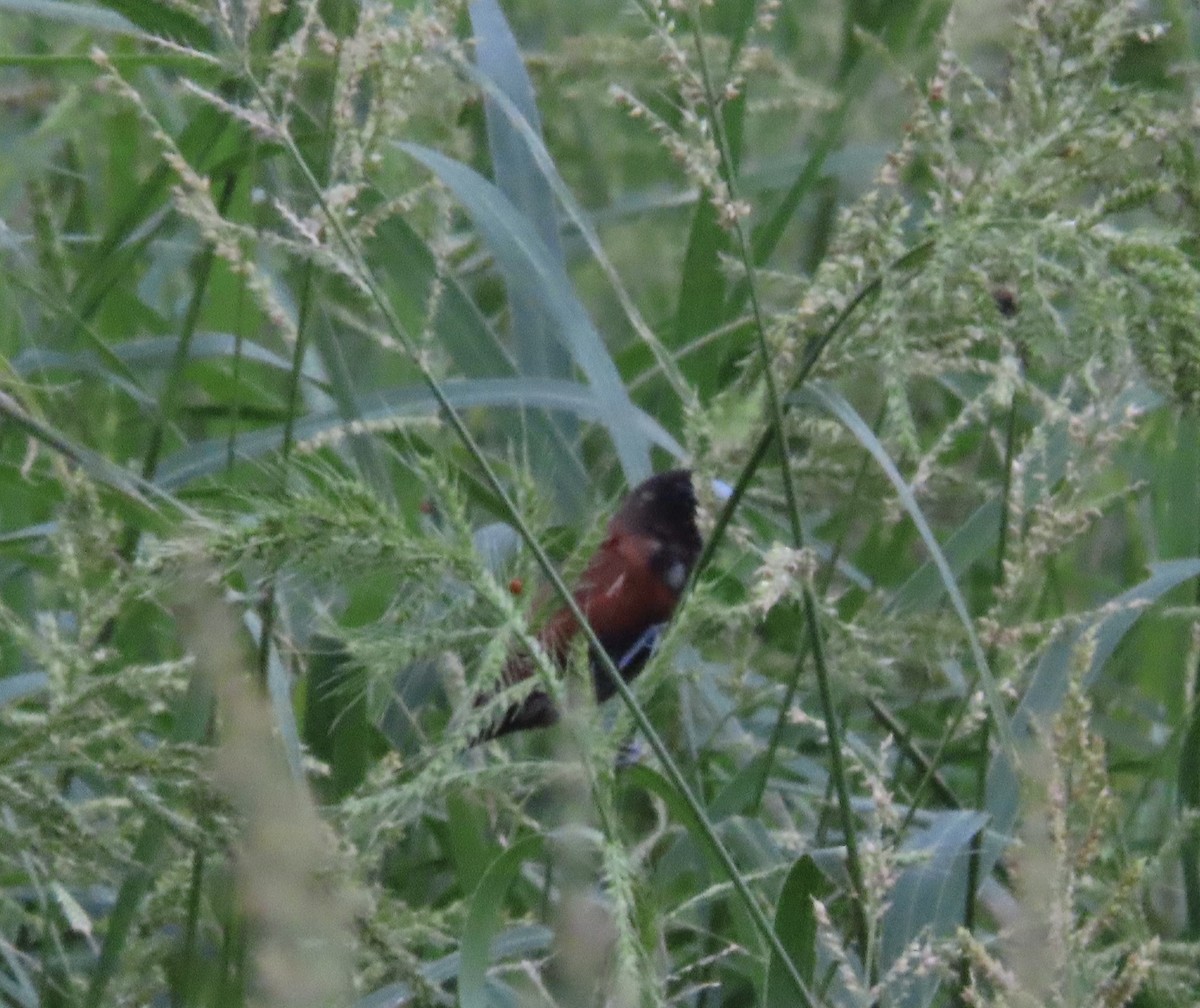 Kestane Rengi Munya - ML644636688