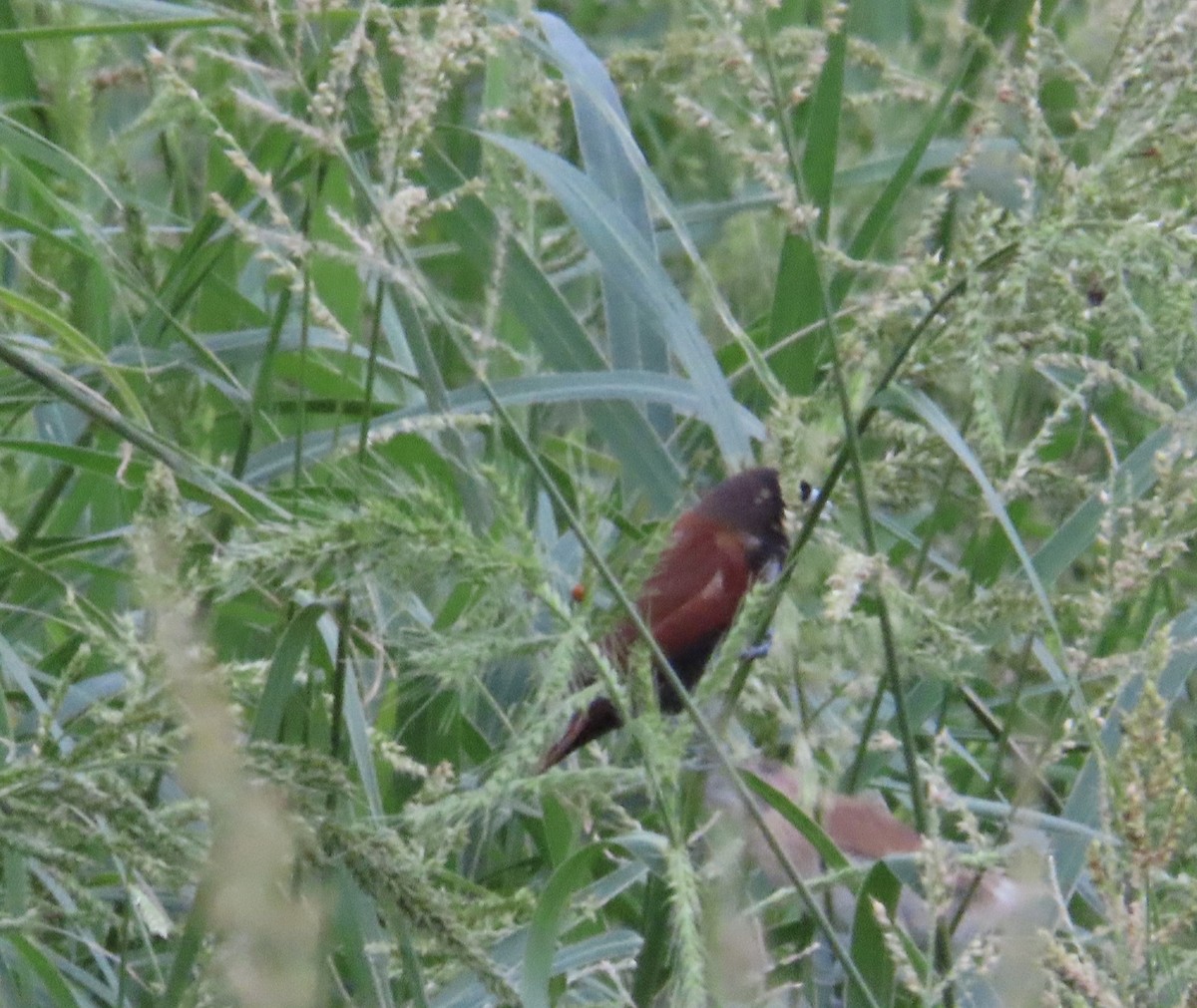 Kestane Rengi Munya - ML644636689