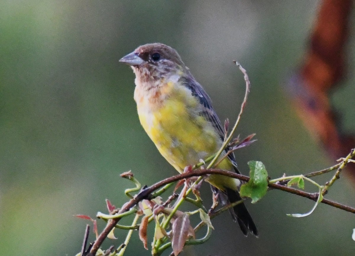 Red-headed Bunting - ML644636690