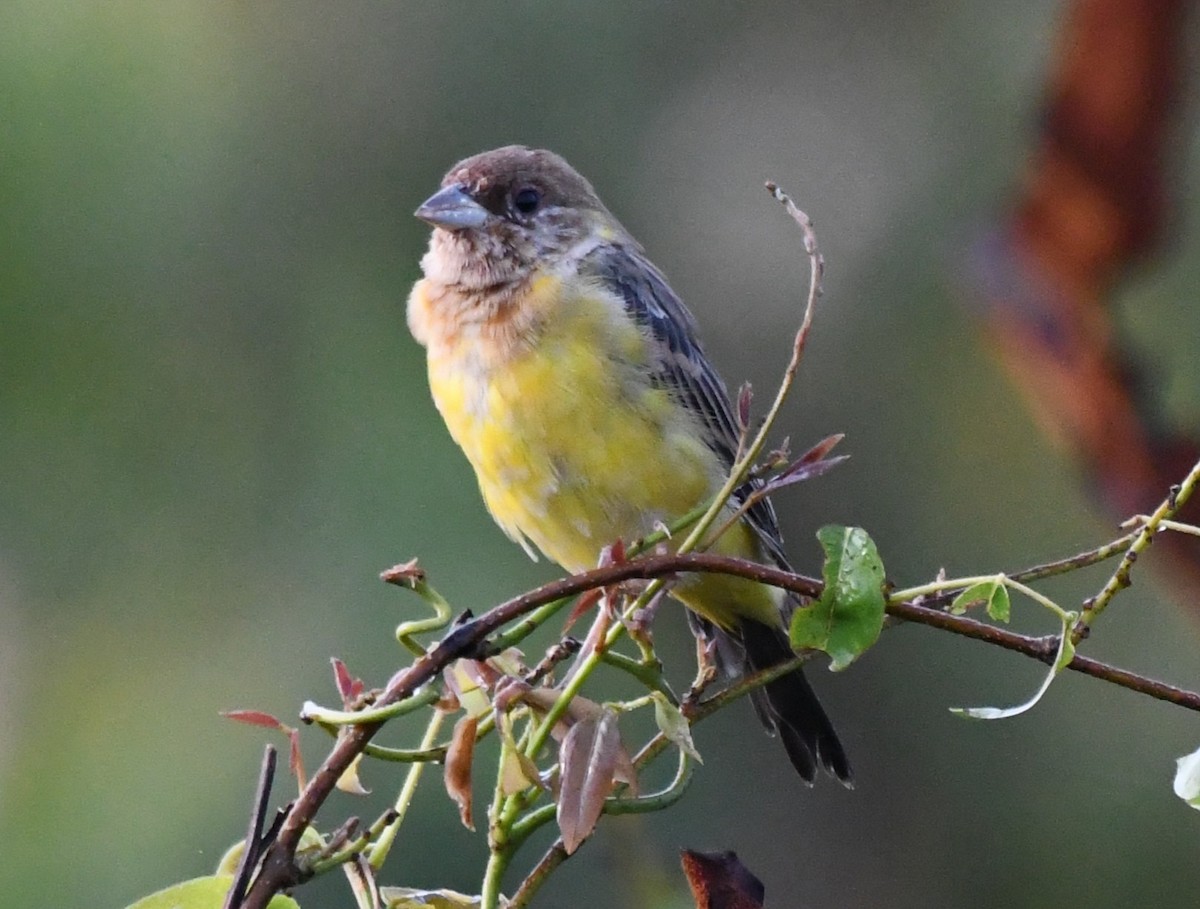 Red-headed Bunting - ML644636691