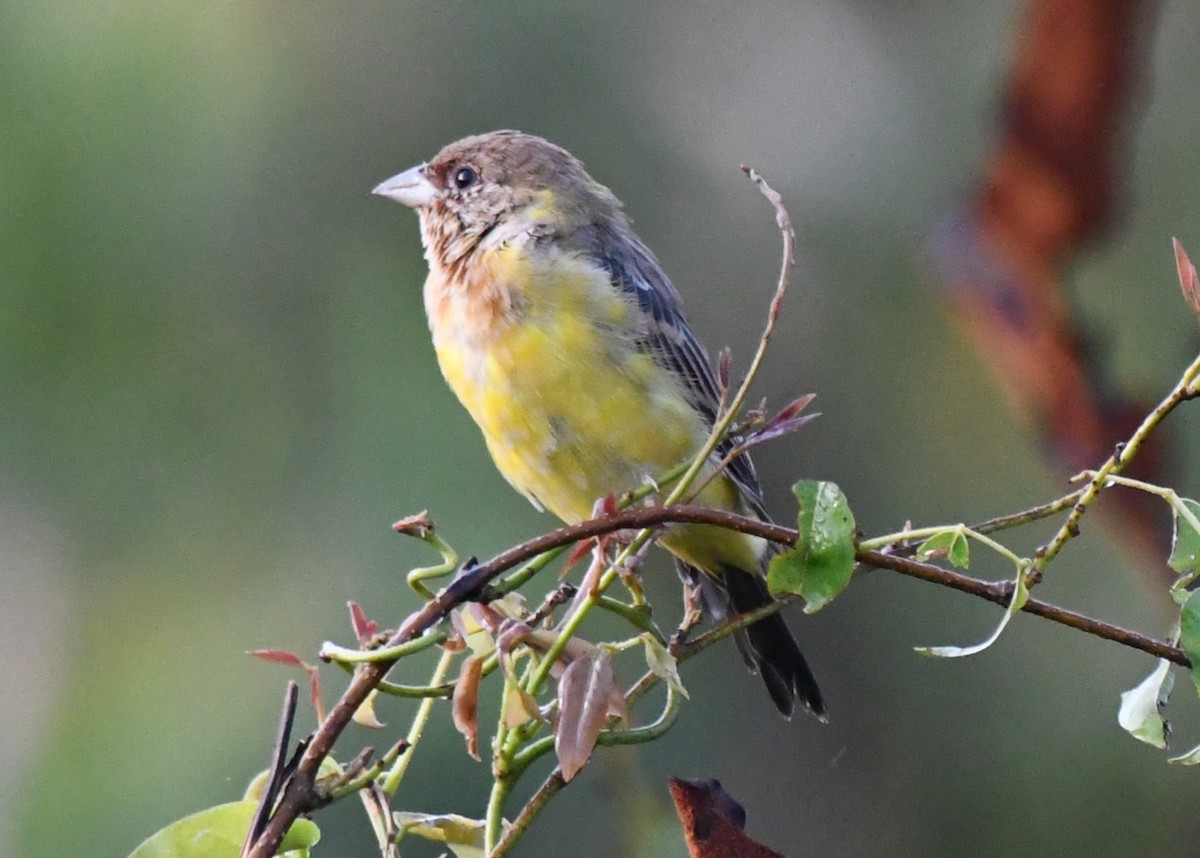 Red-headed Bunting - ML644636692