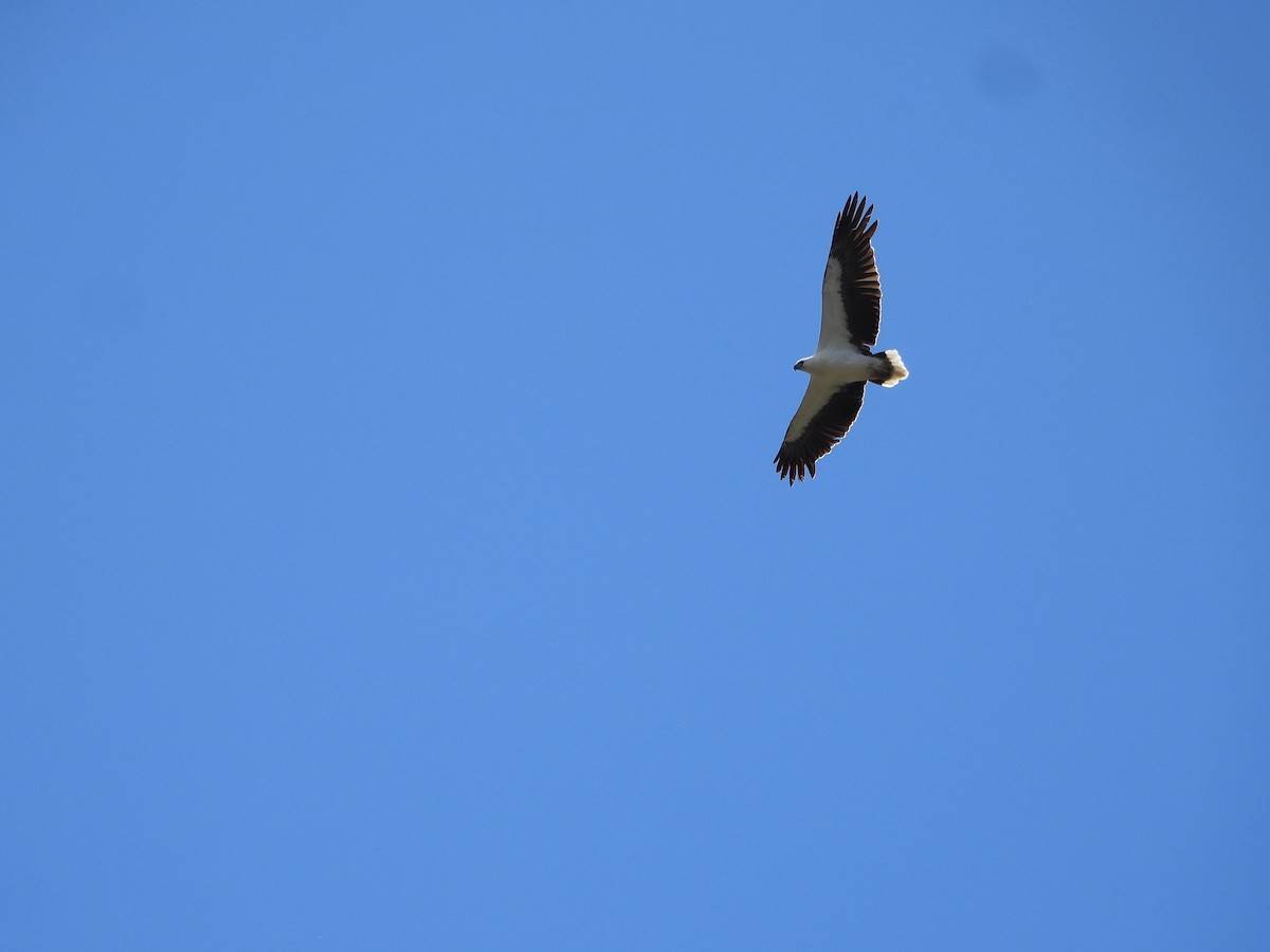 White-bellied Sea-Eagle - ML644636696