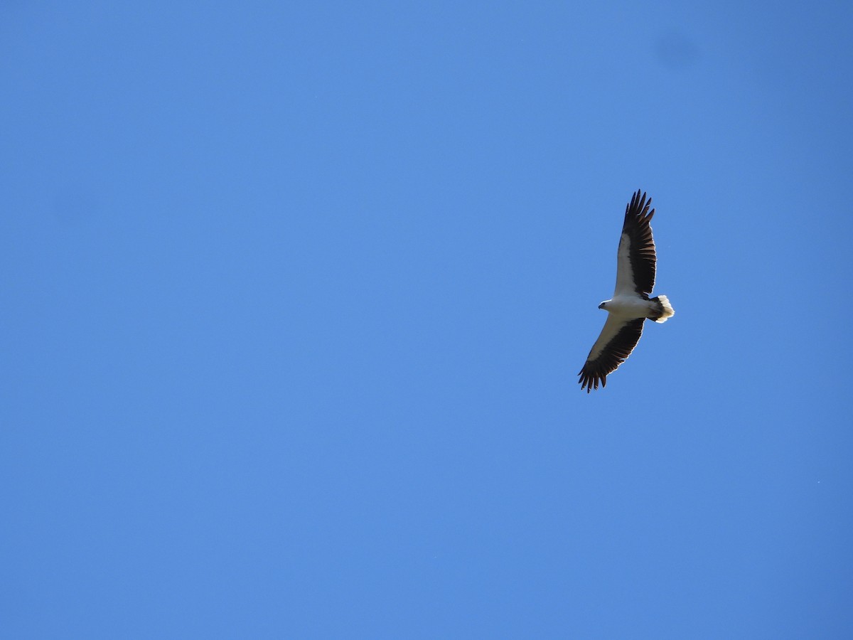 White-bellied Sea-Eagle - ML644636697