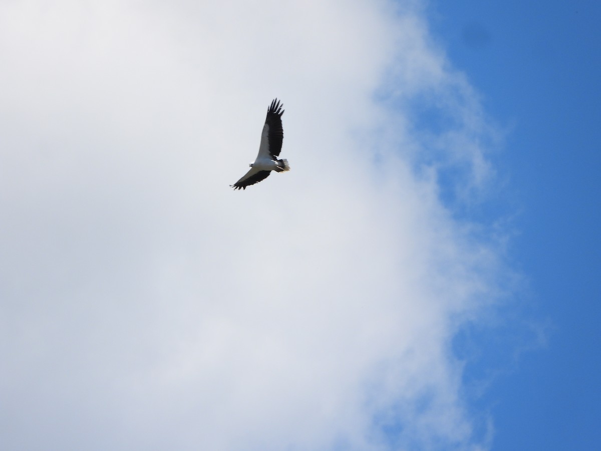 White-bellied Sea-Eagle - ML644636698