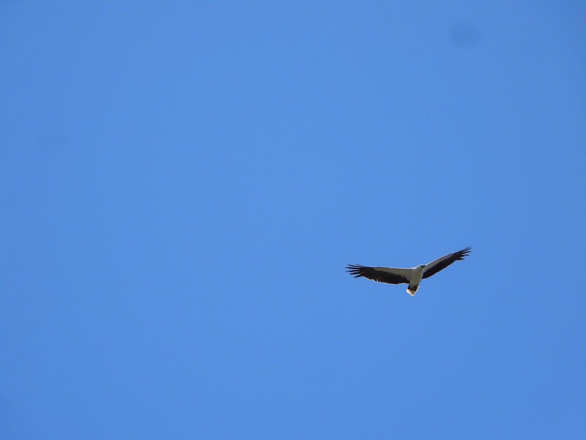 White-bellied Sea-Eagle - ML644636699
