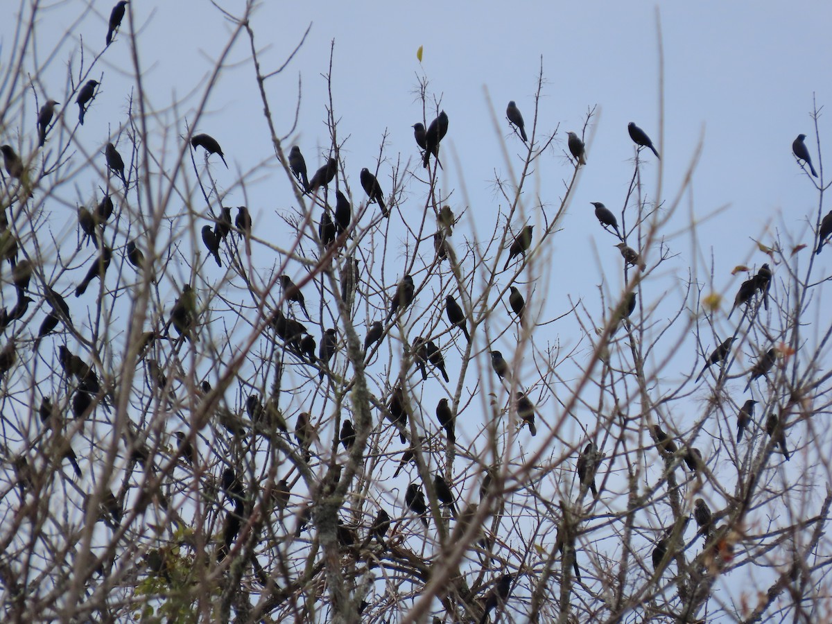 Пурпурный гракл - ML644636701