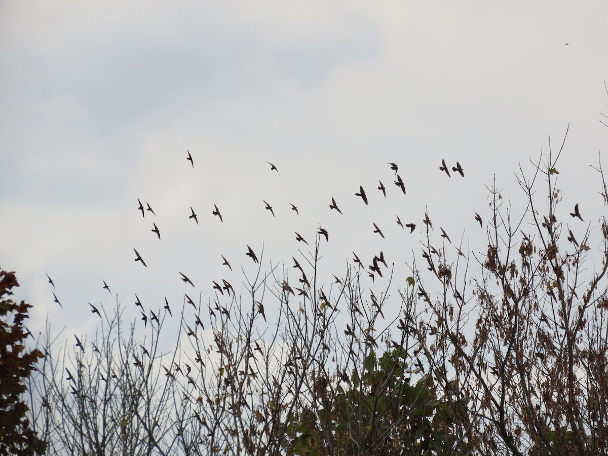 Пурпурный гракл - ML644636708