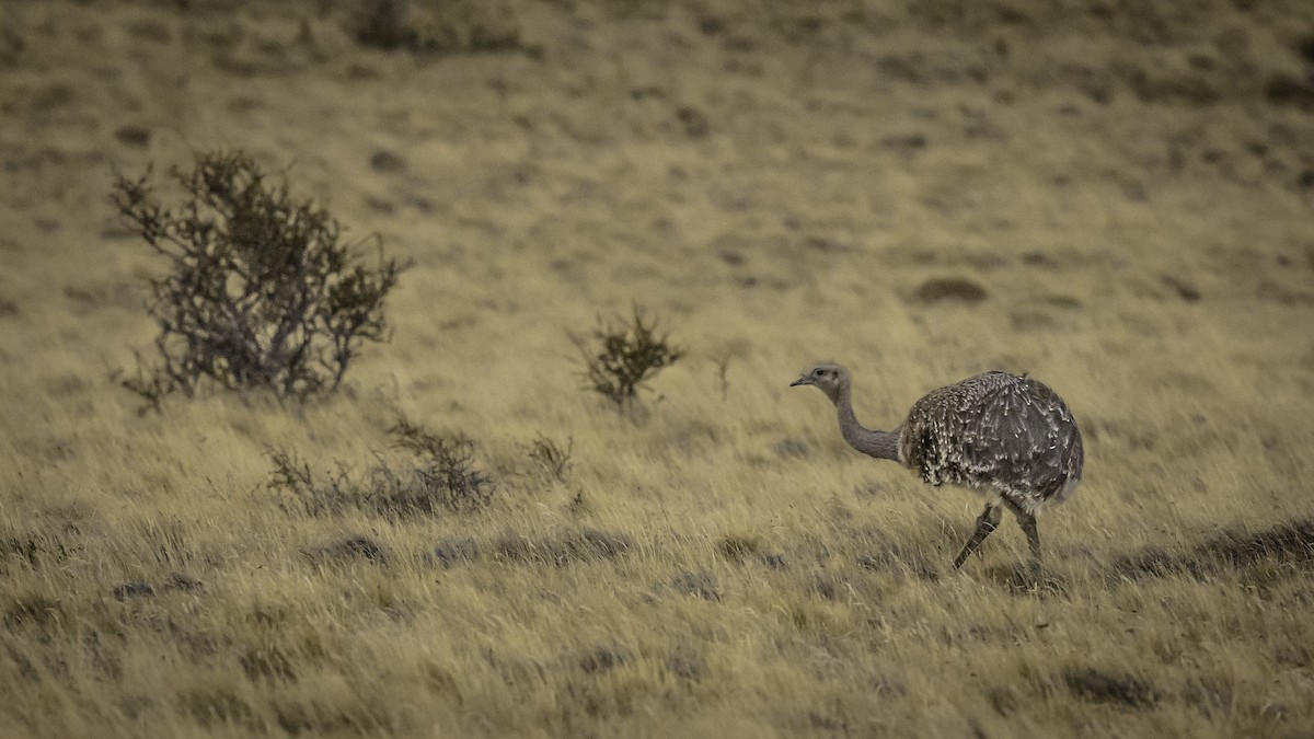 Lesser Rhea - ML644636712