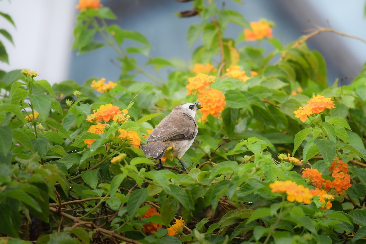 Белобровый бюльбюль - ML644636715