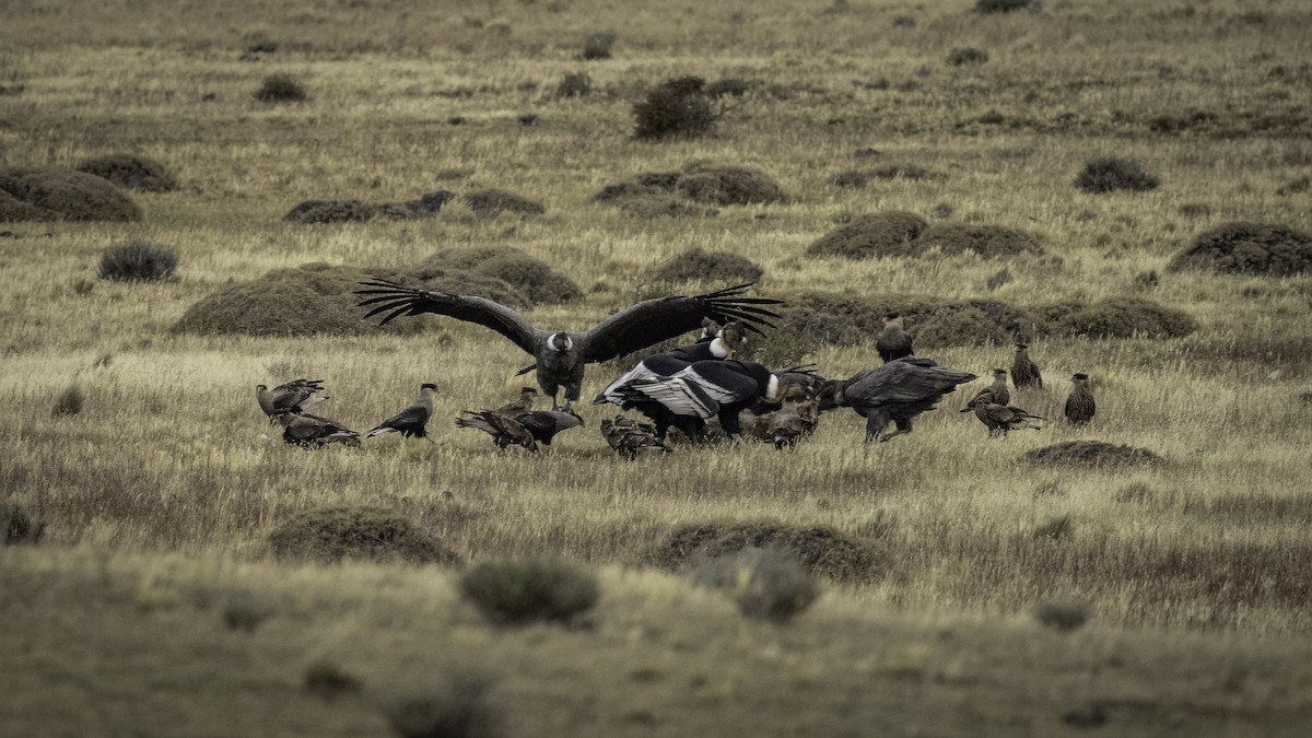 Andean Condor - ML644636716