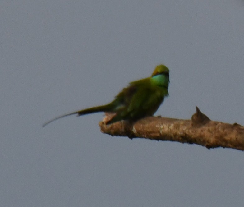 Asian Green Bee-eater - ML644636722