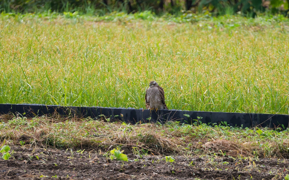 北雀鷹 - ML644636728