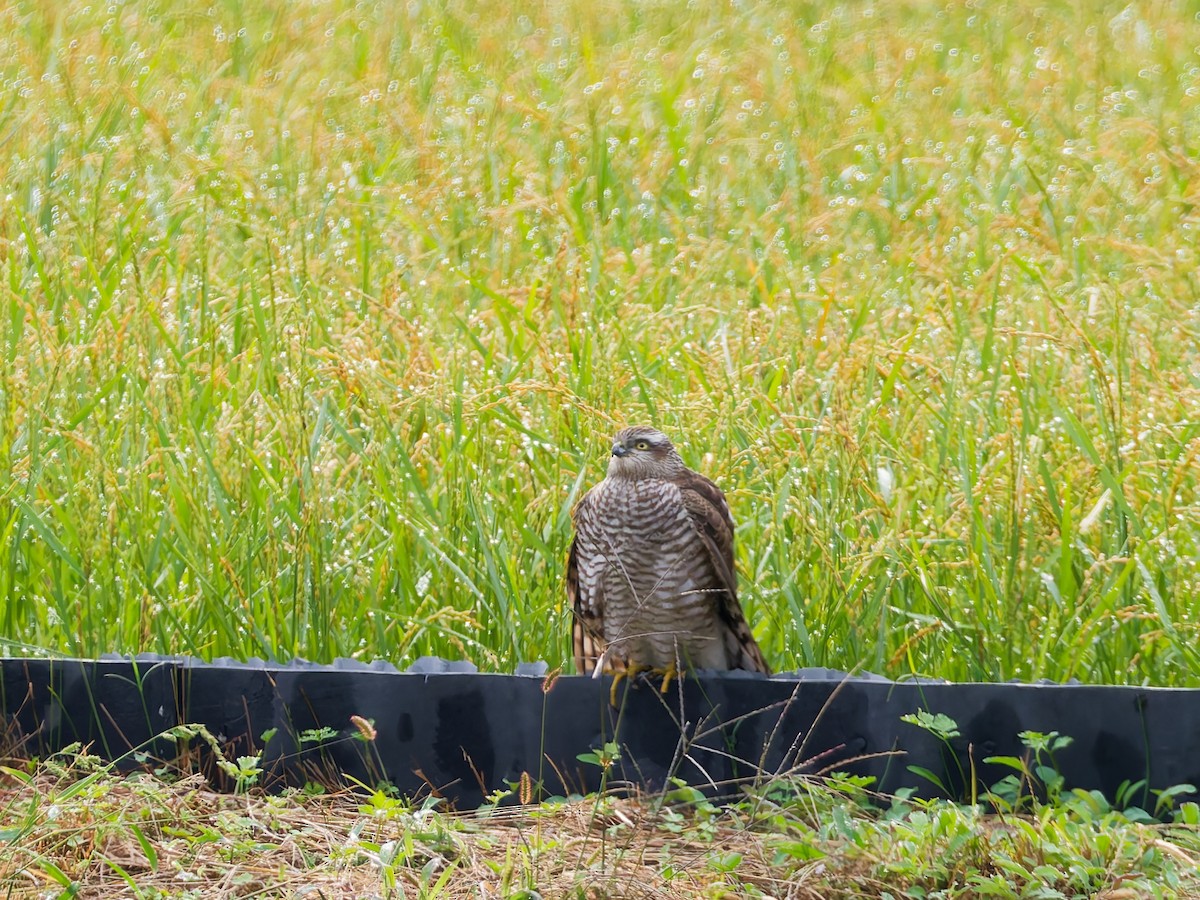 北雀鷹 - ML644636729