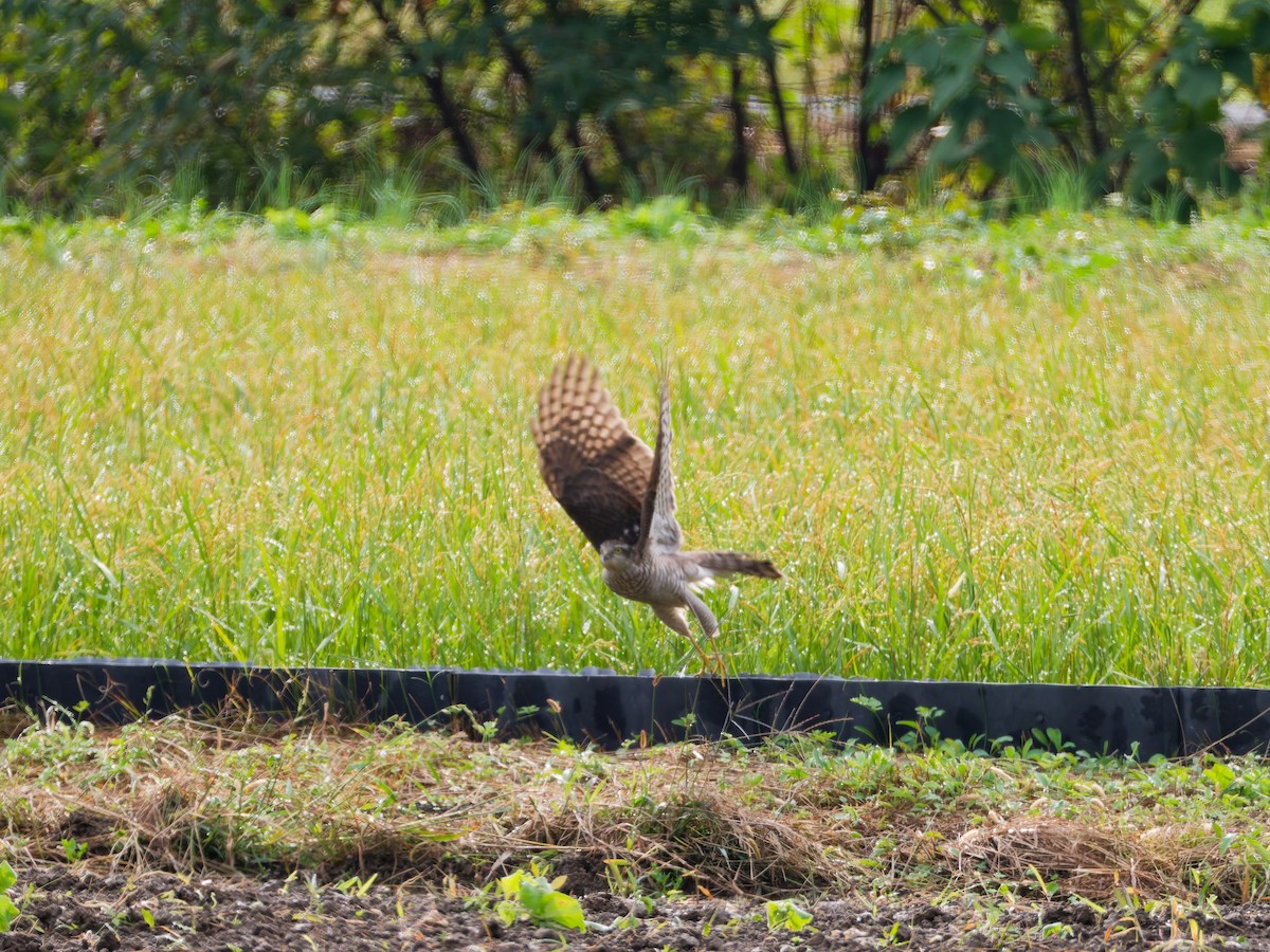 北雀鷹 - ML644636730