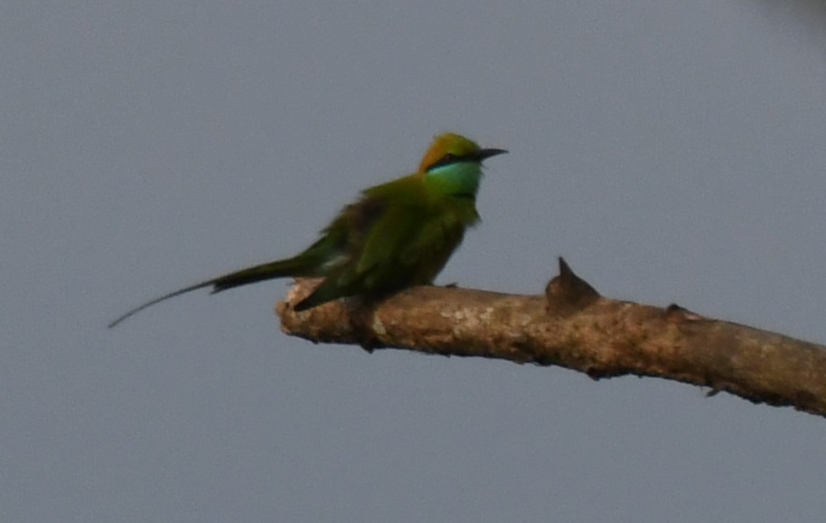 Asian Green Bee-eater - ML644636731