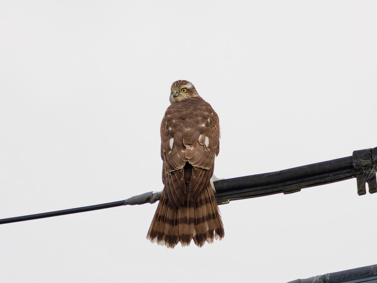 北雀鷹 - ML644636733