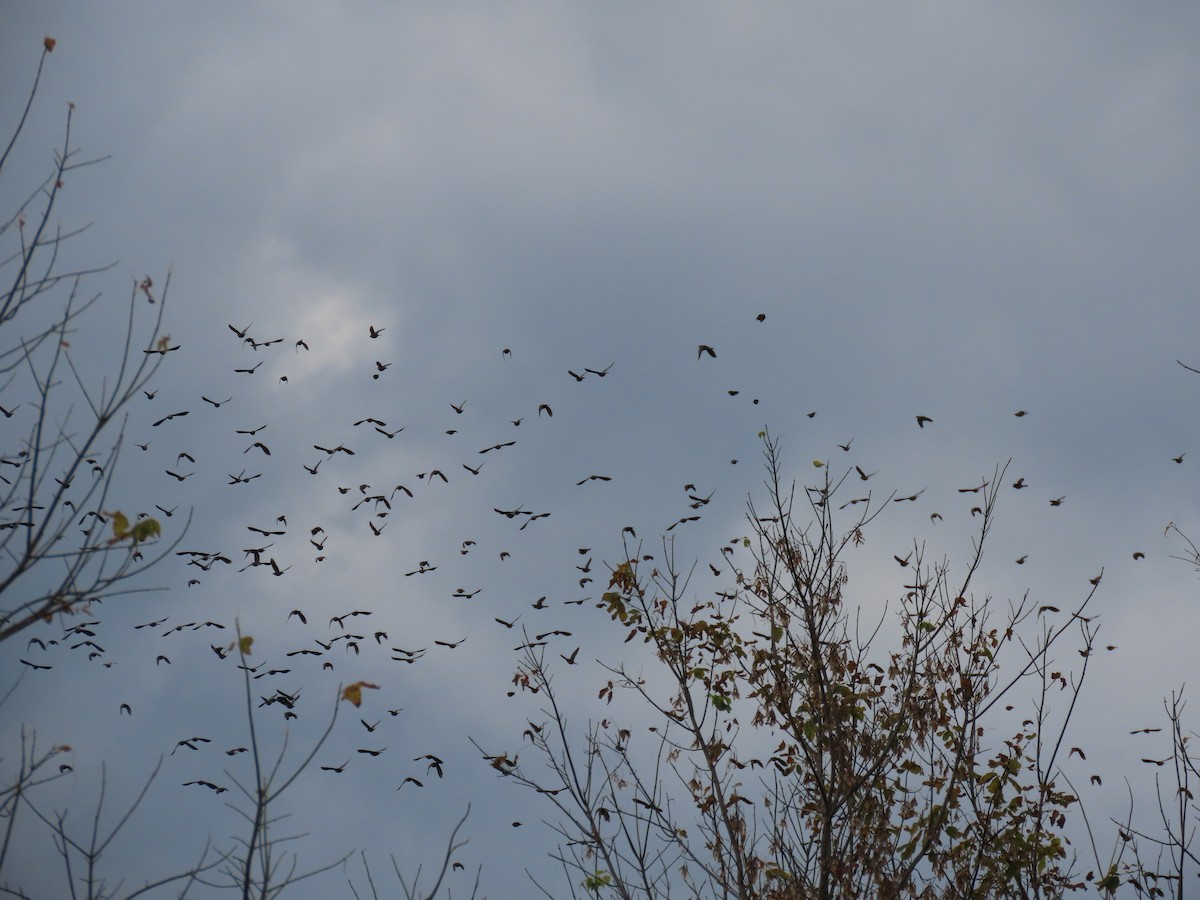 Пурпурный гракл - ML644636735